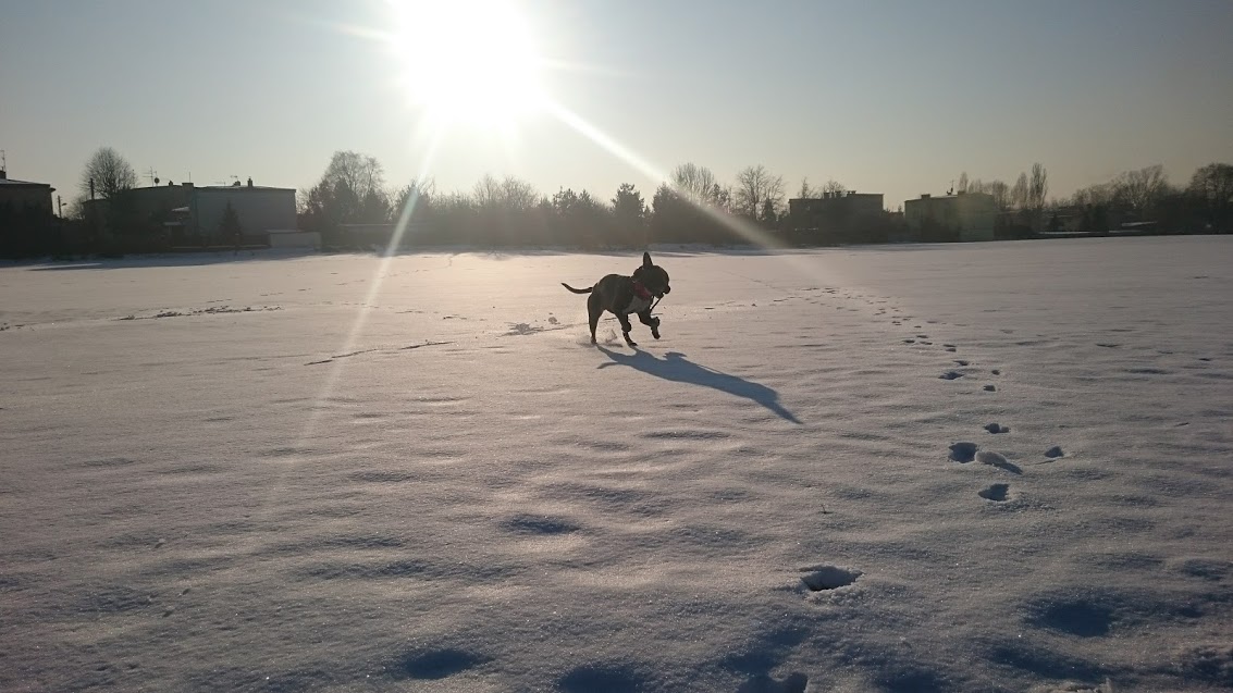 amstaff biega po śniegu