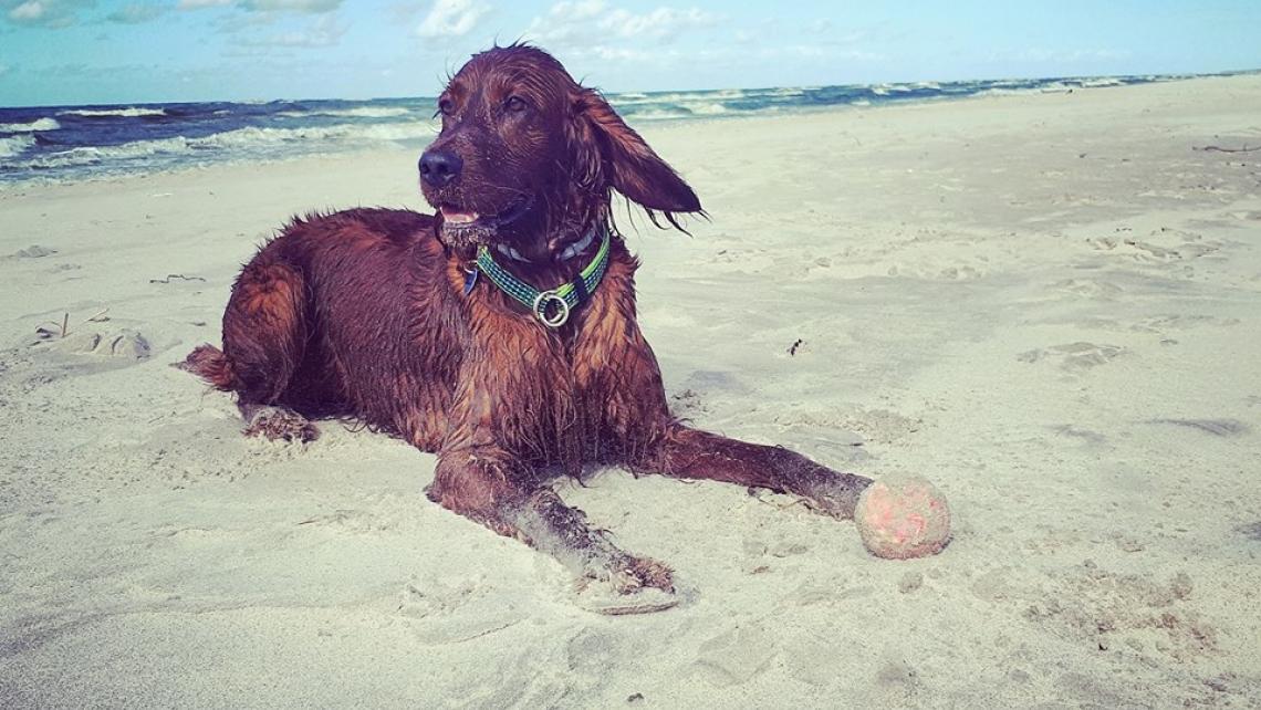 pies na plaży