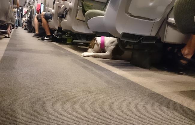 pies w pociągu